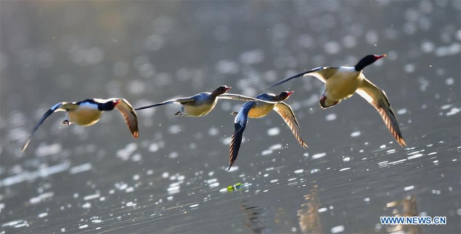 CHINA-JIANGXI-WUYUAN-CHINESE MERGANSER (CN)