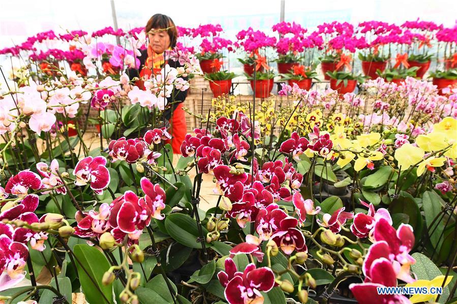 CHINA-SHANDONG-FLOWER-NEW YEAR (CN)