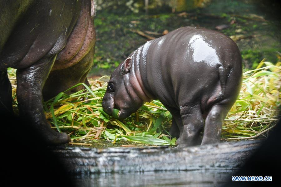 SINGAPORE-ZOO-NEWBORN ANIMALS