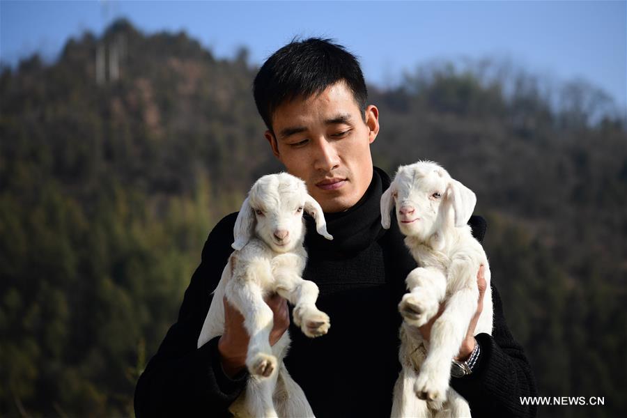 CHINA-SHAANXI-ANKANG-GOAT BREEDING (CN)