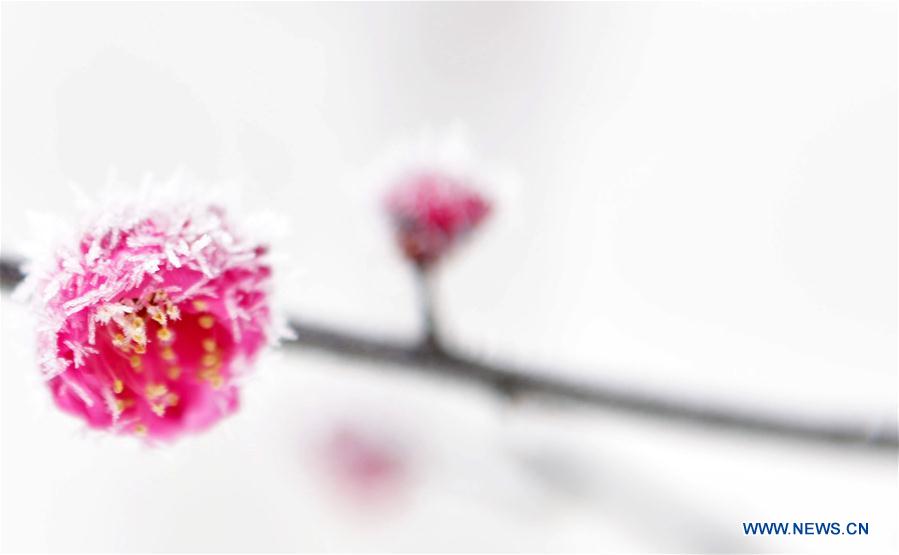 #CHINA-SPRING-PLUM BLOSSOM (CN)