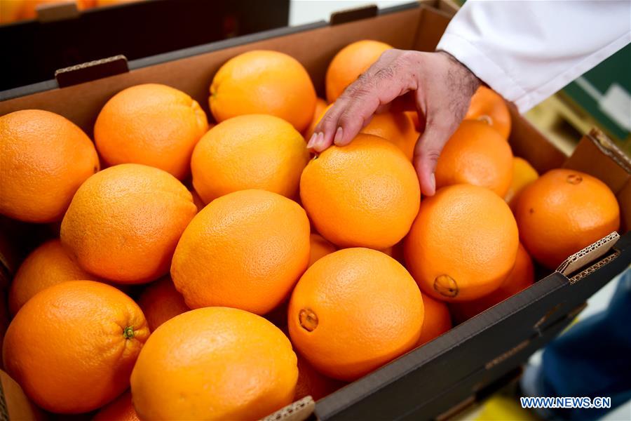 EGYPT-BEHEIRA-CITRUS-EXPORTER-CHINA