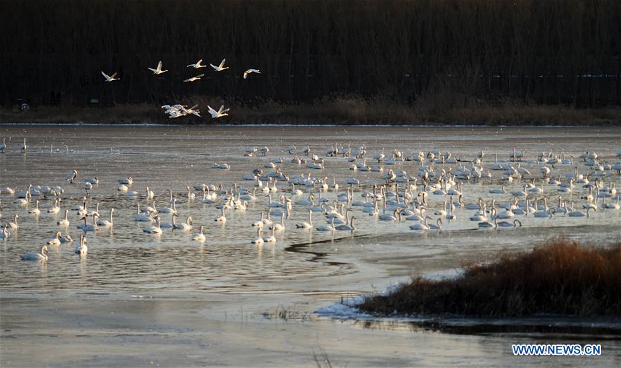 CHINA-HENAN-SANMENXIA-SWANS (CN)