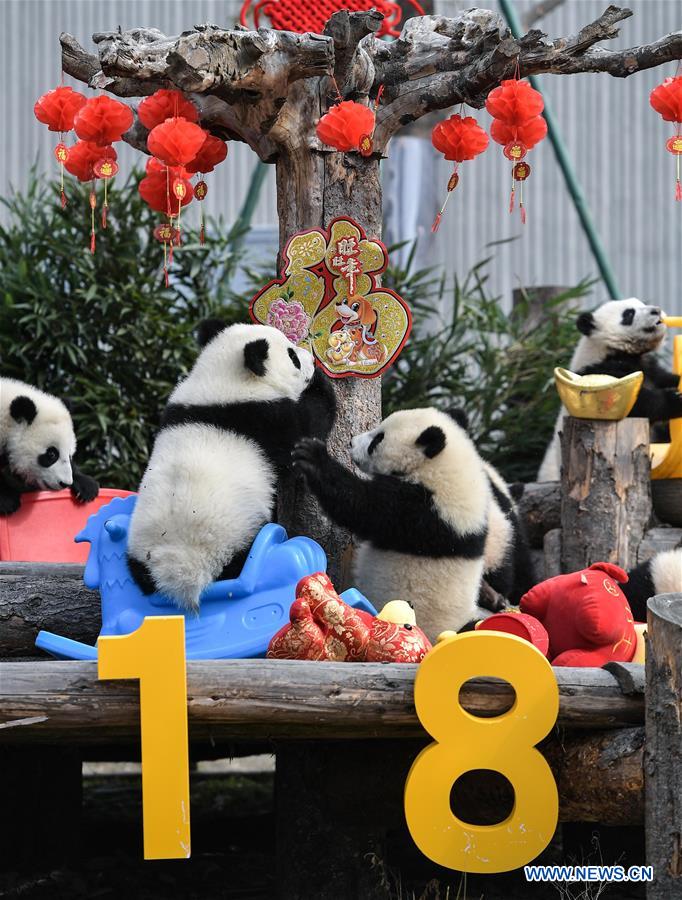 CHINA-SICHUAN-GIANT PANDA-SPRING FESTIVAL (CN)