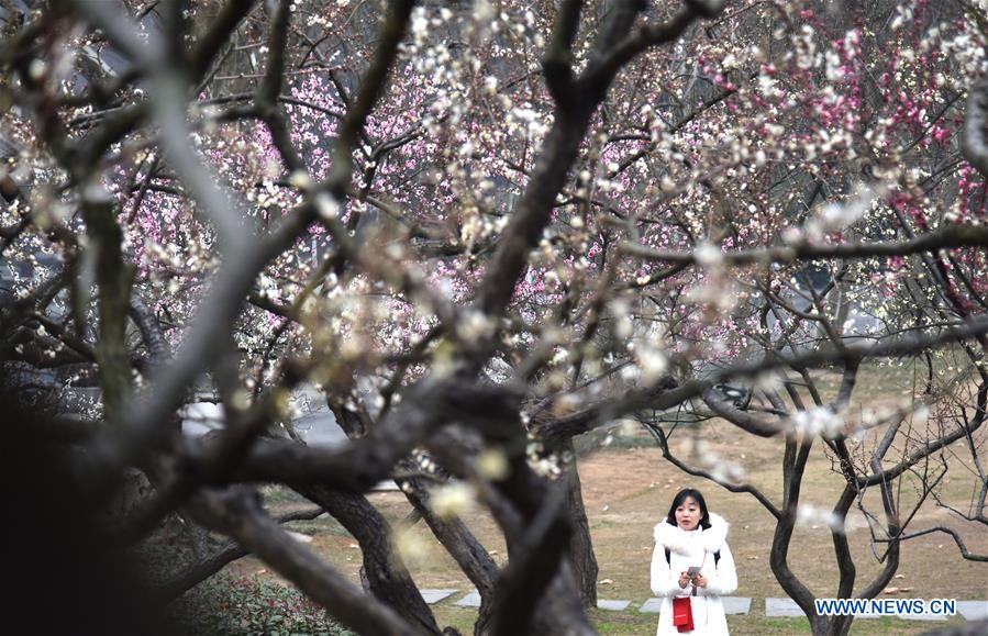 CHINA-WUHAN-WINTERSWEET FLOWERS (CN)