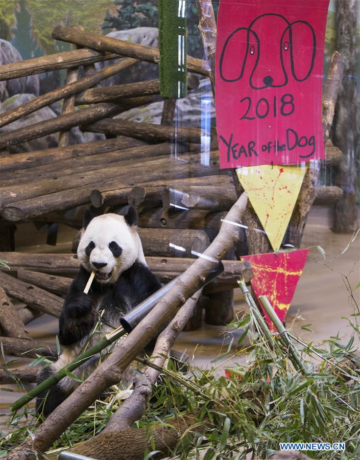 CANADA-TORONTO-GIANT PANDA-CHINESE NEW YEAR