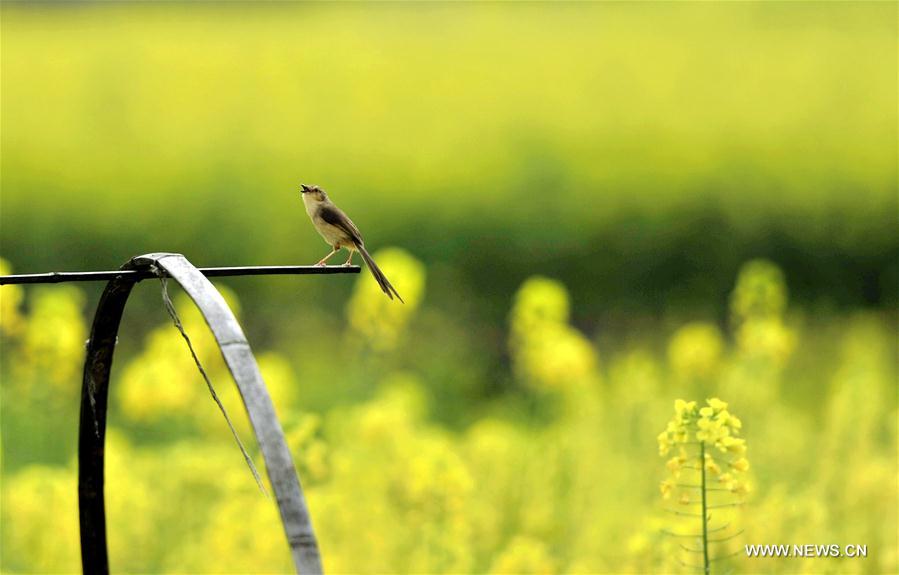 #CHINA-SPRING-FLOWER (CN)