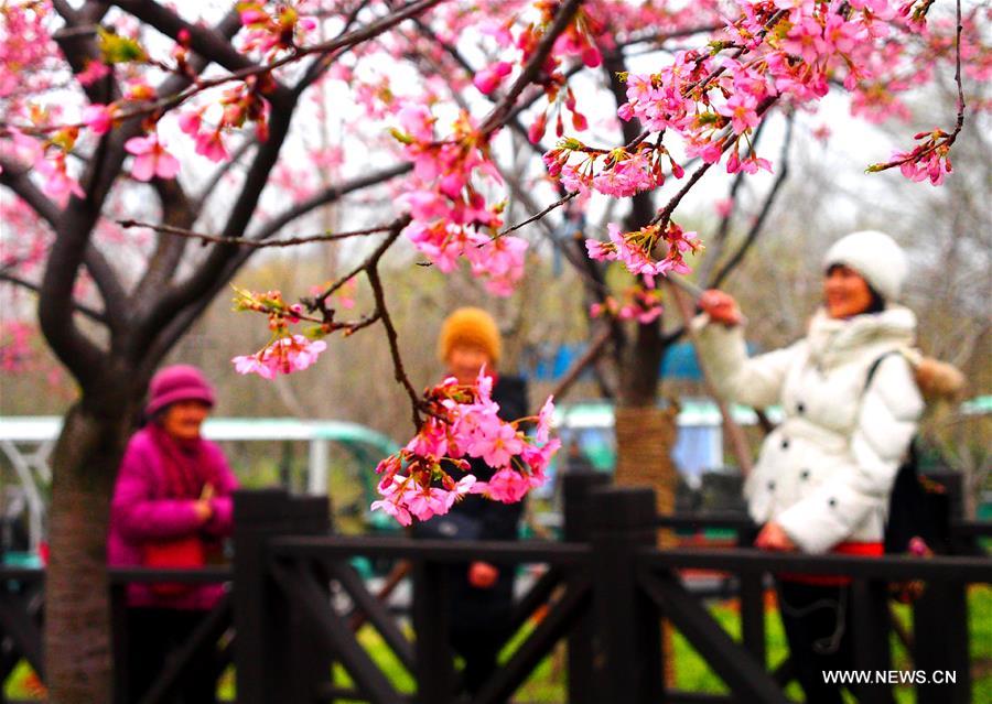 CHINA-SHANGHAI-CHERRY BLOSSOMS-FESTIVAL (CN)