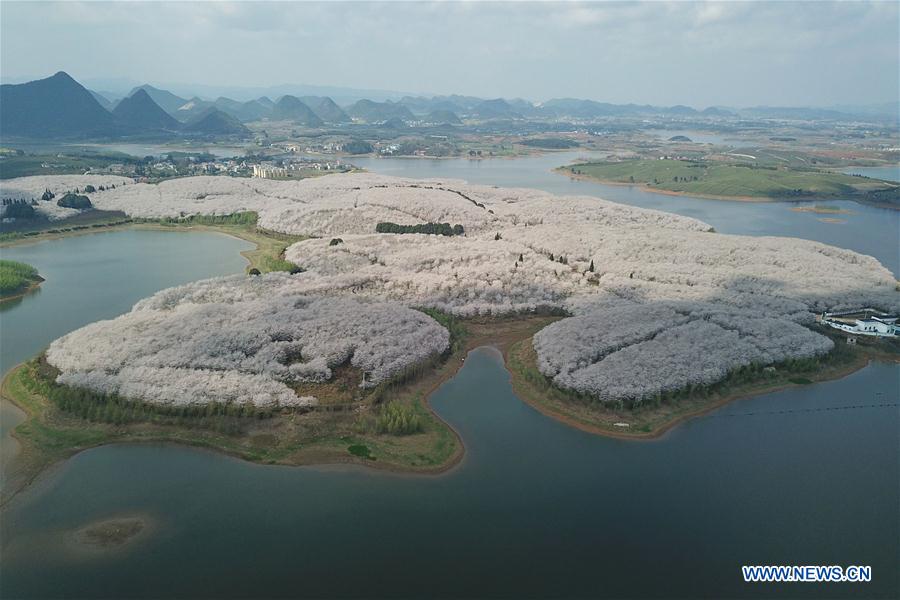 CHINA-GUIZHOU-CHERRY BLOSSOM-TOURISM (CN)