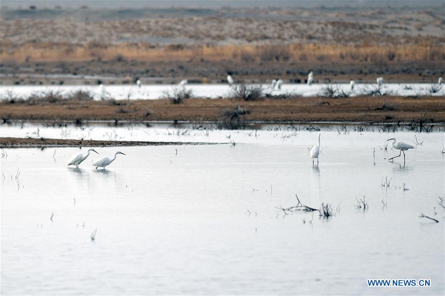 CHINA-GANSU-EGRETS (CN)