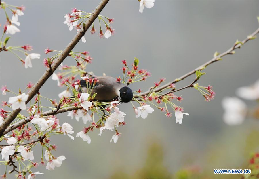 #CHINA-SPRING VIEWS (CN)