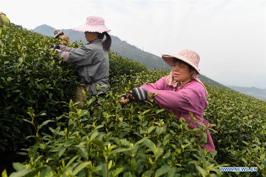 CHINA-ZHEJIANG-ANJI-TEA GARDEN (CN)