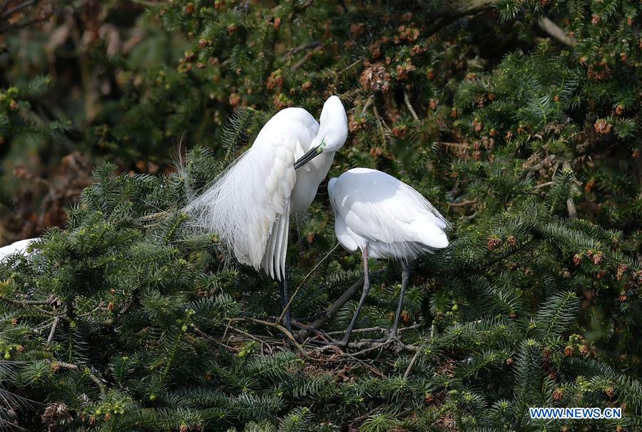 CHINA-JIANGXI-EGRETS (CN)