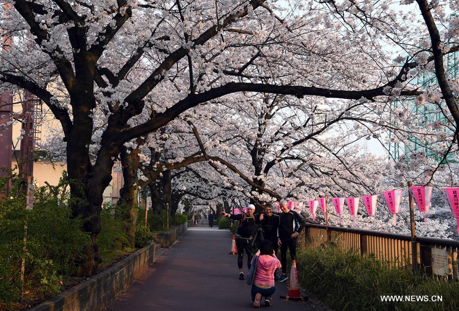 JAPAN-TOKYO-CHERRY BLOSSOMS