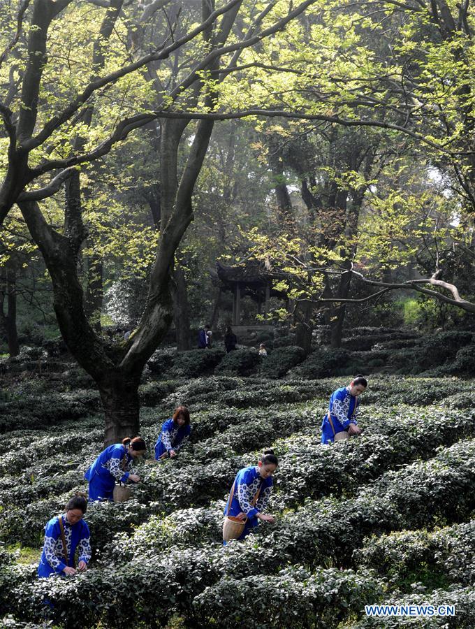 #CHINA-SPRING-TEA PICKING (CN)