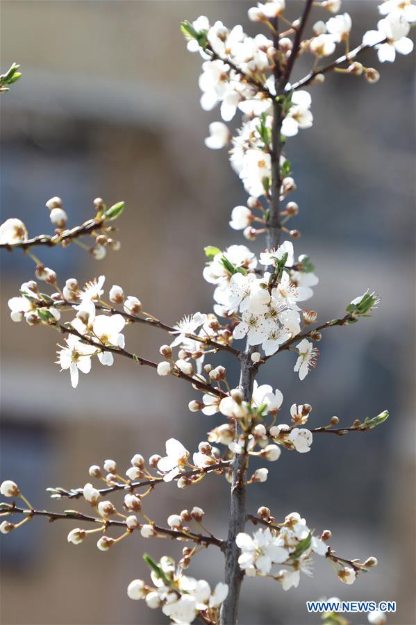 BOSNIA AND HERZEGOVINA-SARAJEVO-SPRING