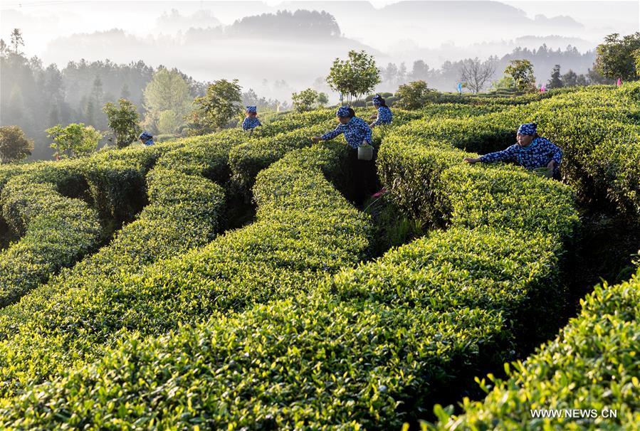 #CHINA-SPRING-TEA GARDEN-HARVEST (CN)