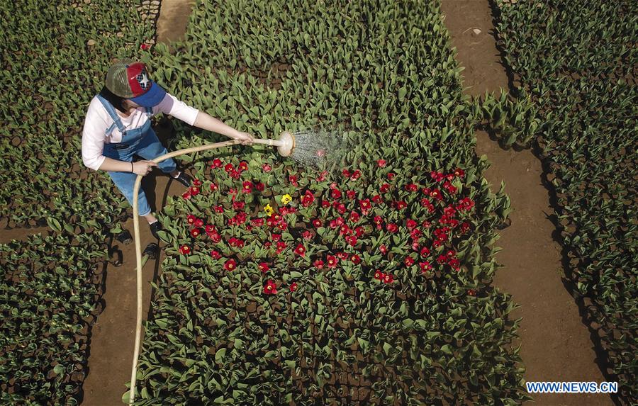 CHINA-HEBEI-LANGFANG-FLOWER INDUSTRY (CN)