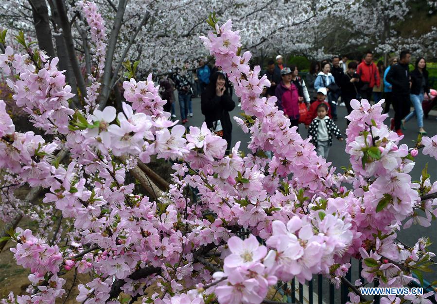 CHINA-QINGDAO-SPRING VIEWS (CN)