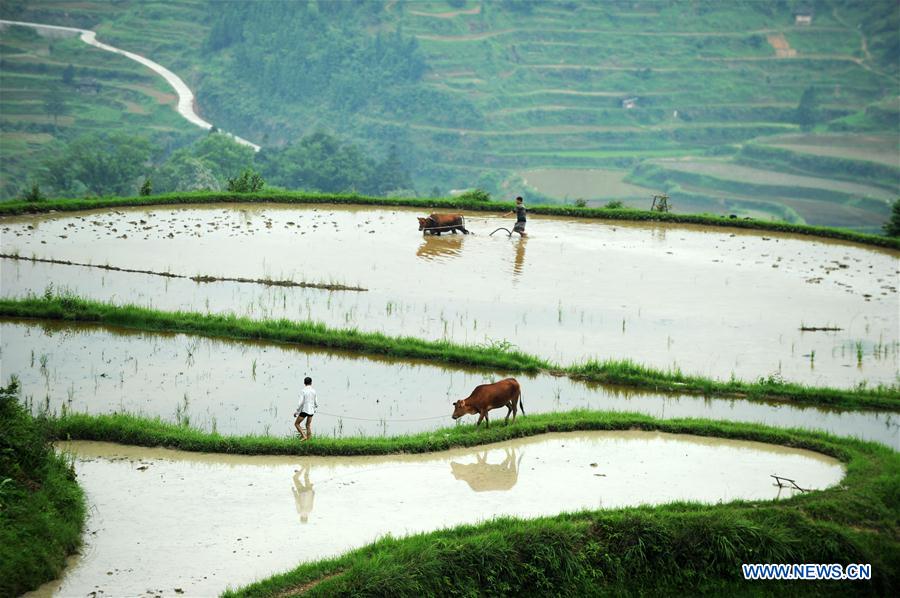 CHINA-GUIZHOU-LIPING-TRADITIONAL PLOUGH (CN)