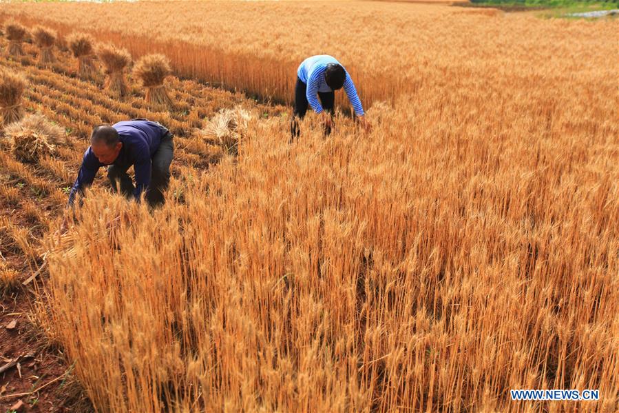 #CHINA-WHEAT-HARVEST (CN)