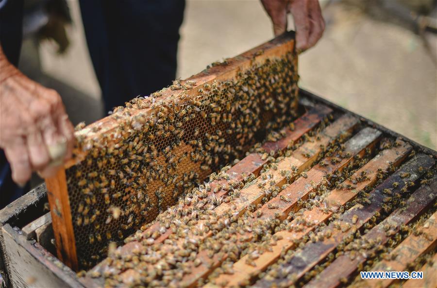 CHINA-JILIN-POVERTY ALLEVIATION-BEEKEEPING (CN)