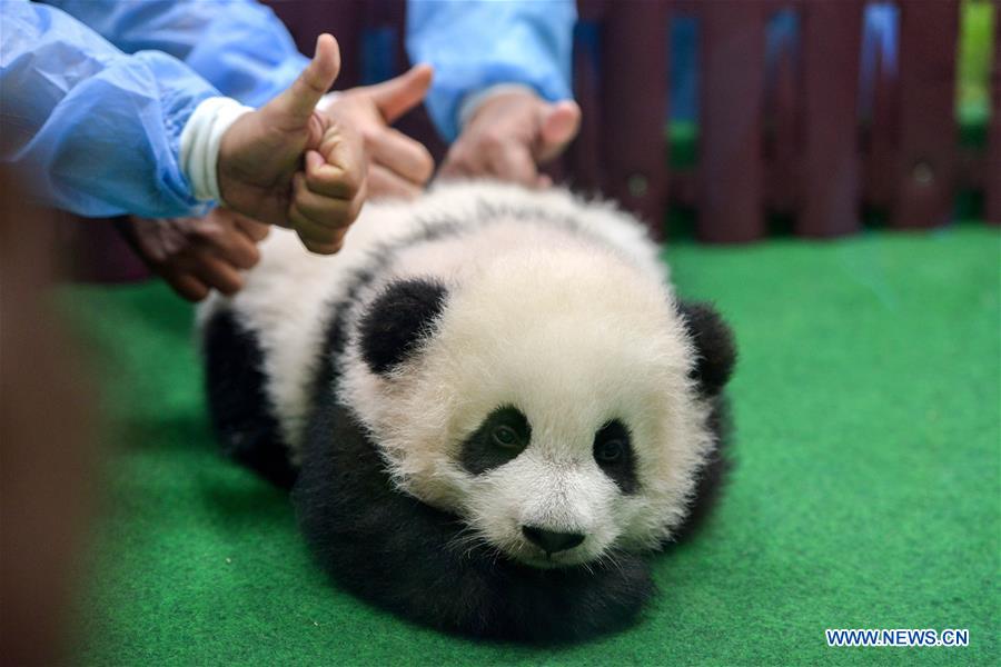 MALAYSIA-KUALA LUMPUR-CHINA-GIANT PANDA CUB-DEBUT