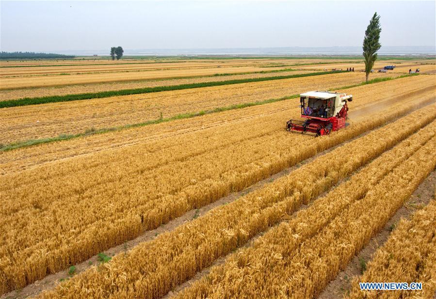 CHINA-SHANXI-WHEAT-HARVEST (CN)