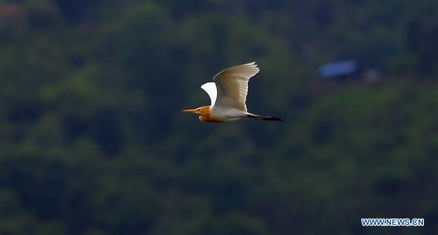 NEPAL-POKHARA-FEWA LAKE-TOURISM