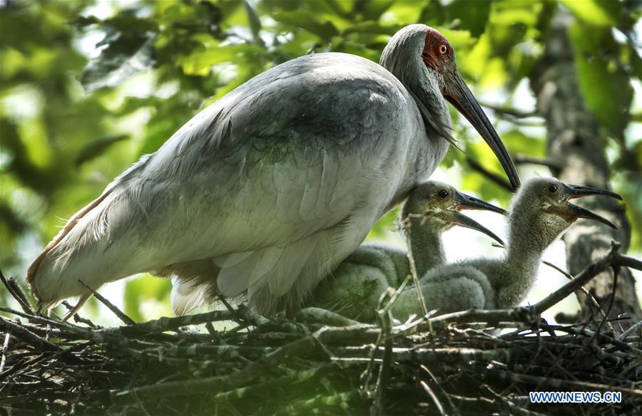 CHINA-SHAANXI-CRESTED IBIS-BREEDING (CN)