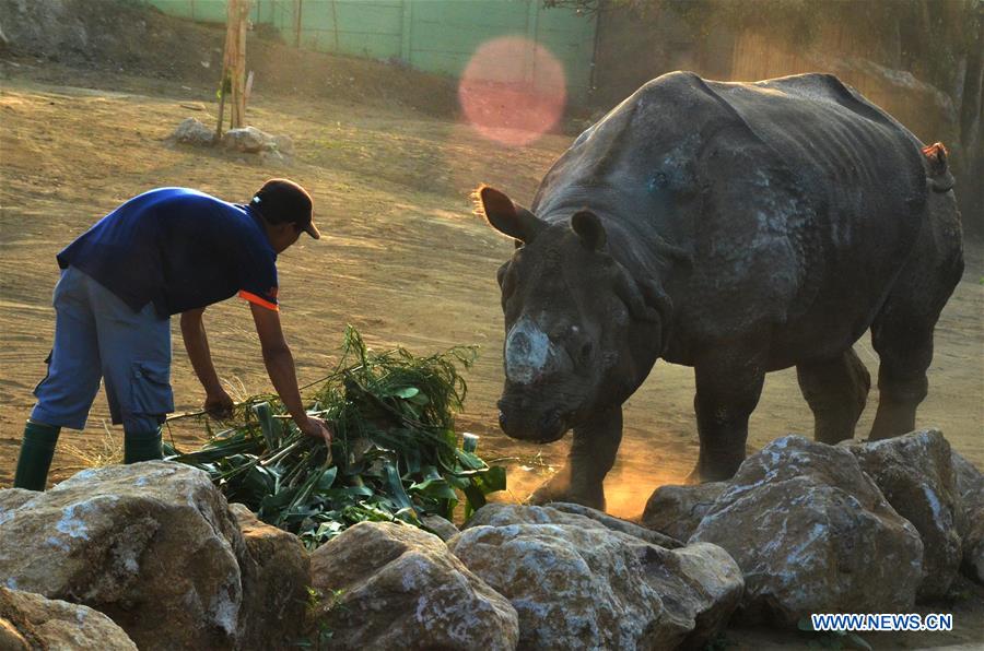 INDONESIA-MALANG-INDIAN RHINOCEROS