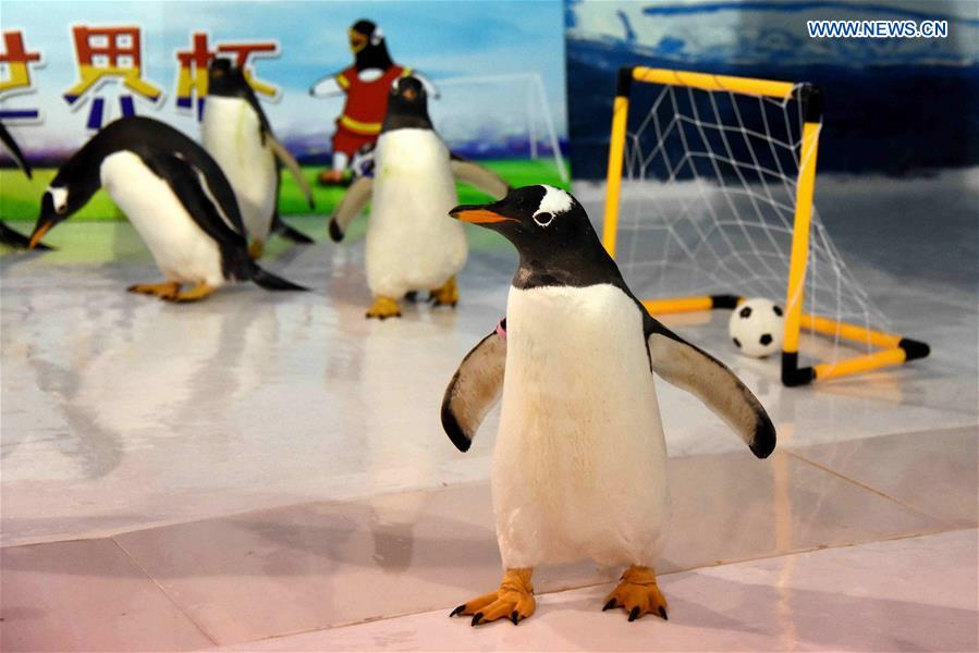 CHINA-HEILONGJIANG-PENGUINS-FOOTBALL GAME (CN)