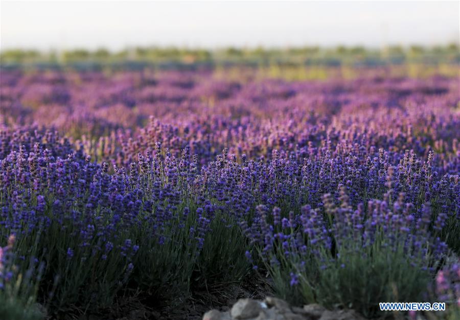 CHINA-XINJIANG-LAVENDER (CN) 