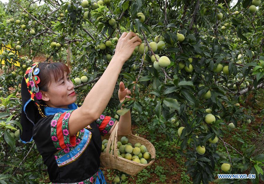 CHINA-YUNNAN-YUANMOU-FRUIT PICKING (CN)