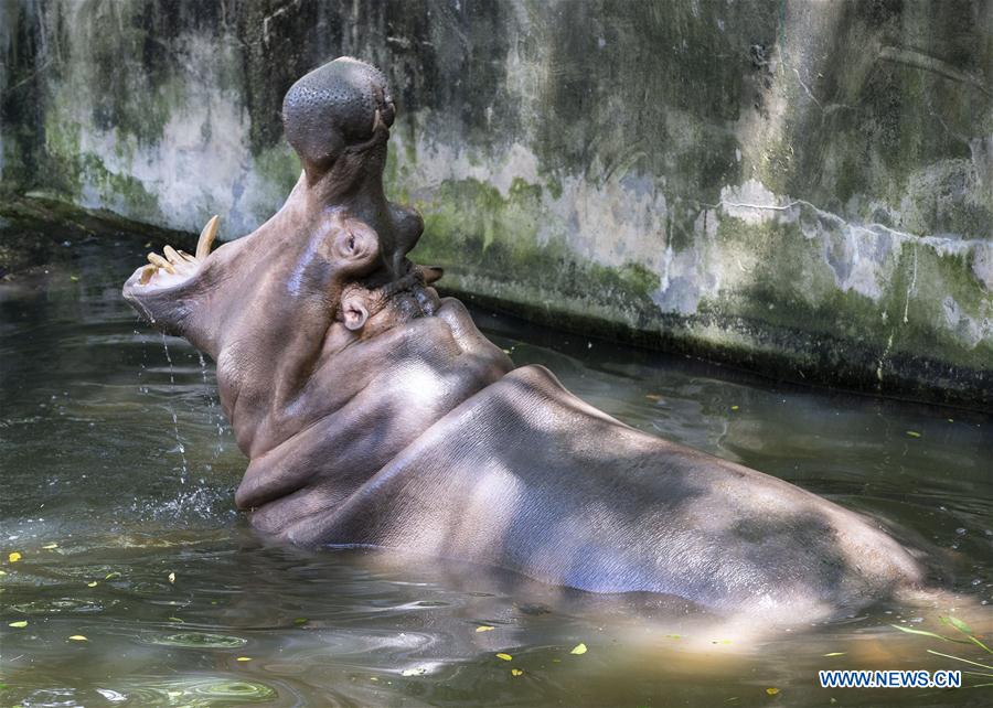 #CHINA-ZOO-ANIMALS-COOL OFF (CN)