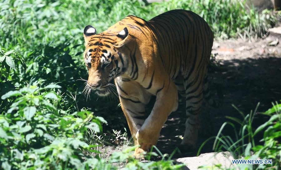 NEPAL-KATHMANDU-INTERNATIONAL TIGER DAY