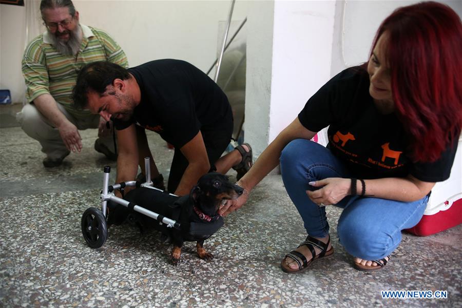 GREECE-ATHENS-WHEELCHAIR-PETS