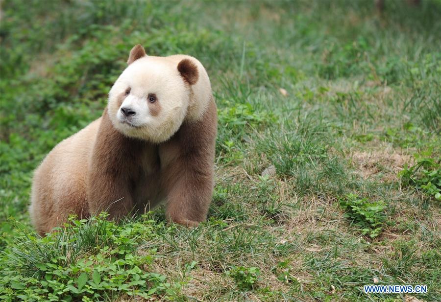 CHINA-SHAANXI-BROWN AND WHITE-QINLING PANDA (CN)