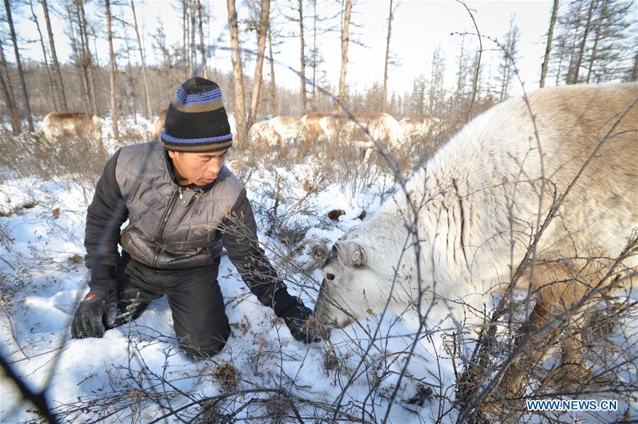 CHINA-INNER MONGOLIA-REINDEER-CONSERVATION-BREEDING (CN)