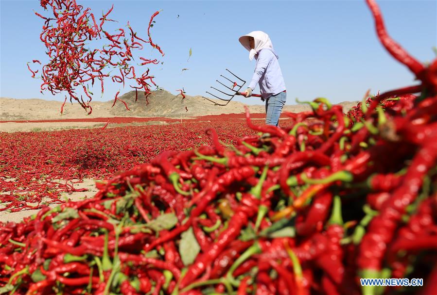 #CHINA-AUTUMN-HARVEST (CN)