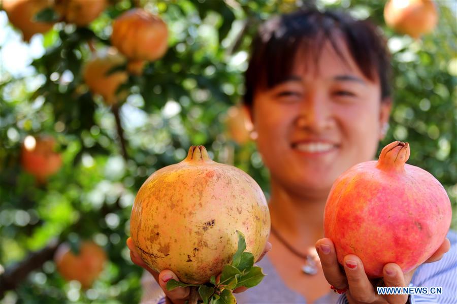 #CHINA-SHANDONG-POMEGRANATE-HARVEST (CN)