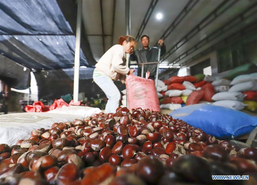 #CHINA-HEBEI-TANGSHAN-CHINESE CHESTNUT-HARVEST(CN)