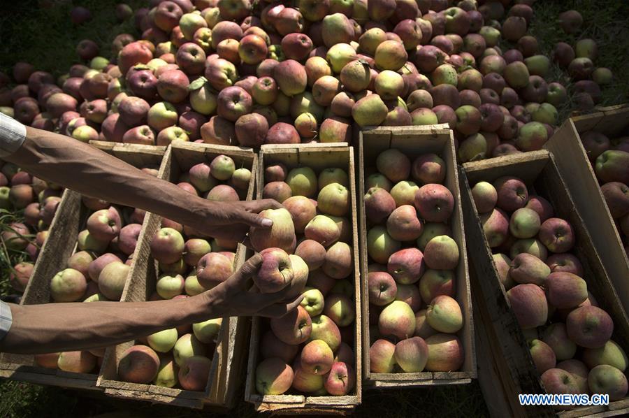 INDIAN-CONTROLLED KASHMIR-SRINAGAR-APPLE HARVEST