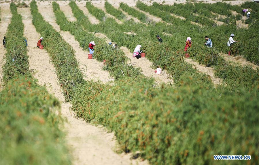 CHINA-NINGXIA-ZHONGWEI-GOJI BERRY-HARVEST (CN)