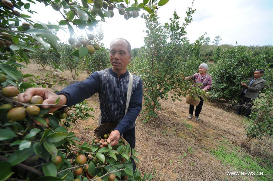 CHINA-GUIZHOU-OIL-TEA CAMELLIA-PLANTING (CN)