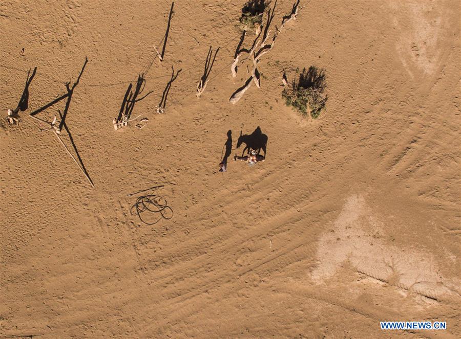 CHINA-INNER MONGOLIA-DESERT POPLAR (CN)