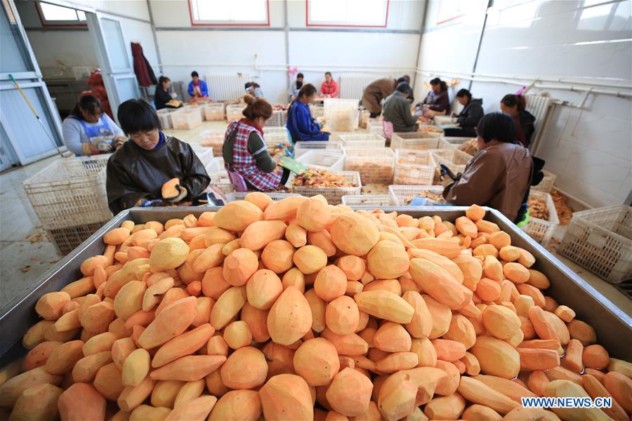 #CHINA-HEBEI-SWEET POTATO-PROCESSING (CN)