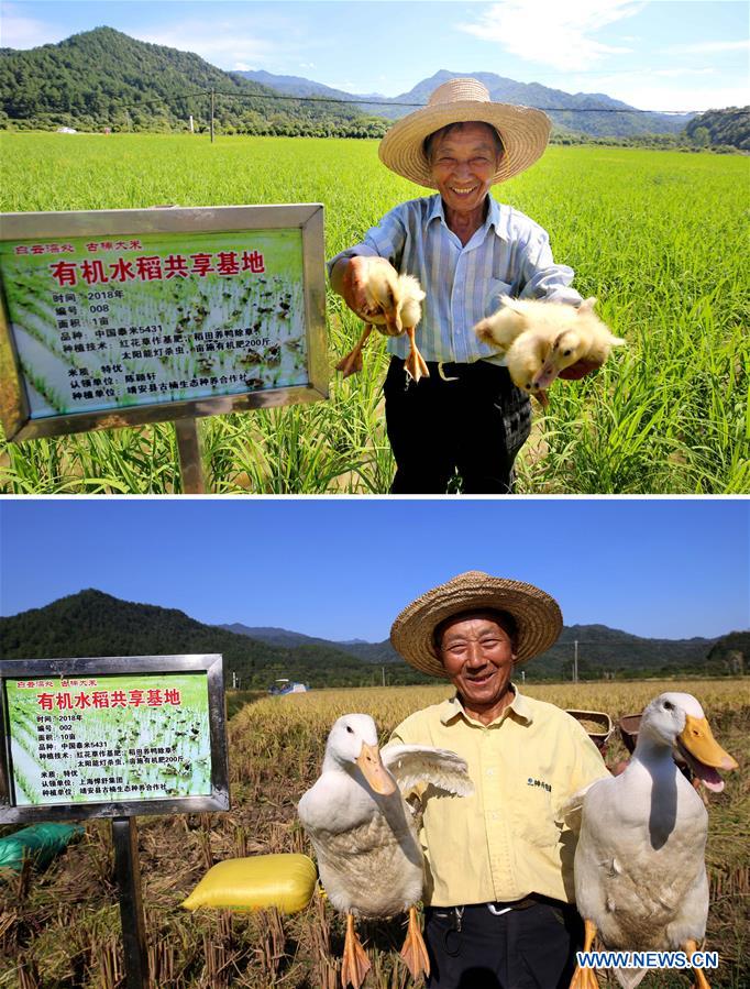 #CHINA-JIANGXI-AGRICULTURE-HARVEST (CN)