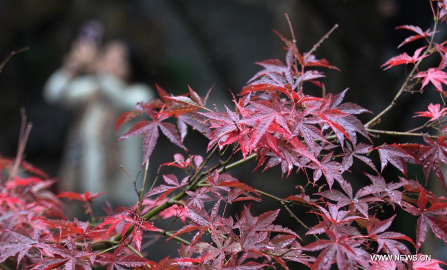 #CHINA-JIANGSU-MAPLE-SCENERY (CN)