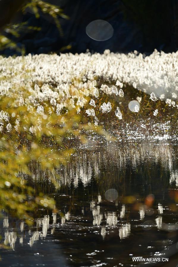 #CHINA-TIBET-LHASA-NATURE-REED (CN)